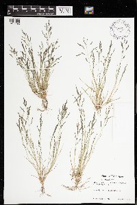 Eragrostis pectinacea image