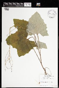 Adenocaulon bicolor image