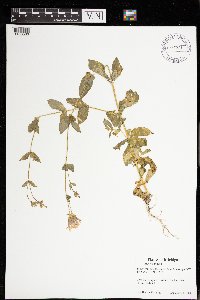 Media resource of Silene armeria