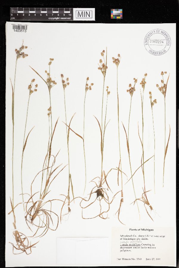 Luzula pallidula image