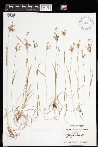 Media resource of Luzula pallidula