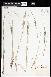 Carex lenticularis image