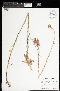 Boechera grahamii image