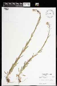 Boechera grahamii image