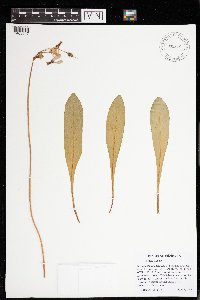Dodecatheon meadia image