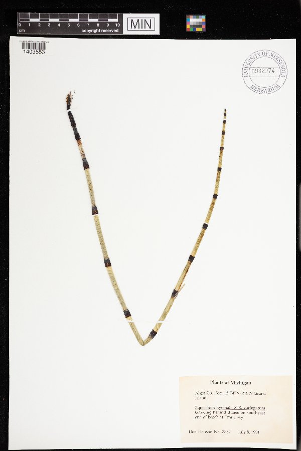 Equisetum hyemale x variegatum image