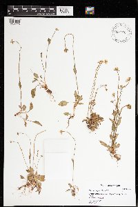 Parnassia parviflora image