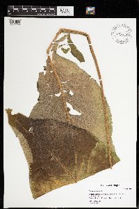 Inula helenium image