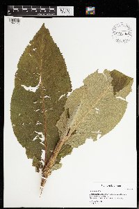 Inula helenium image