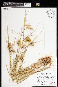 thumbnail image of current specimen