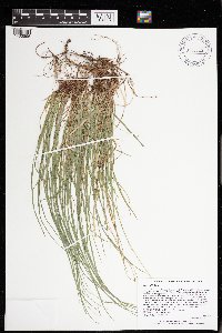 Carex peckii image