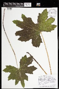 Petasites frigidus var. x vitifolius image