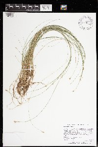 Carex tenuiflora image