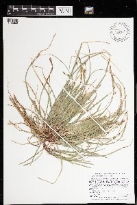 Carex pedunculata image
