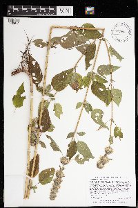 Blephilia hirsuta image