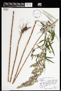 Artemisia serrata image