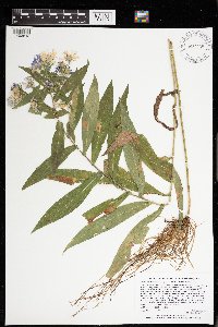 Symphyotrichum puniceum var. puniceum image