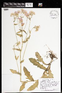 thumbnail image of current specimen