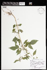 Bidens frondosa image
