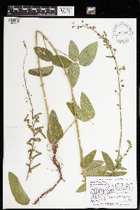 Desmodium illinoense image
