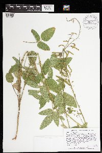 Desmodium illinoense image