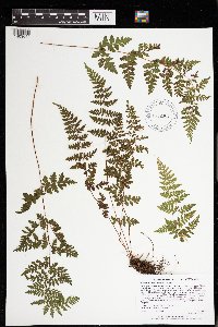 Cystopteris tenuis image