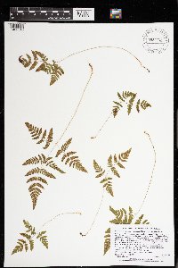 Image Associated With the Occurrence