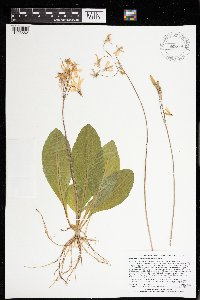 Dodecatheon amethystinum image