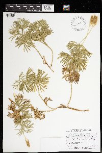 Diphasiastrum digitatum image