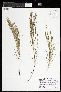 Equisetum arvense image