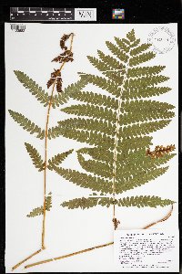 Image Associated With the Occurrence