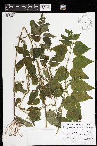 Image Associated With the Occurrence