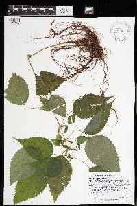 Image Associated With the Occurrence