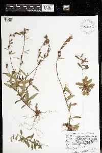 Oenothera perennis image
