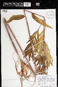 Asclepias incarnata var. incarnata image