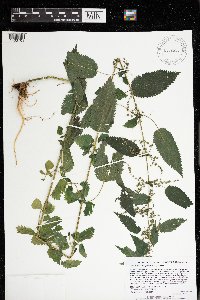 Urtica dioica image