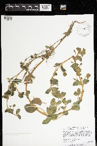 Erythranthe geyeri image