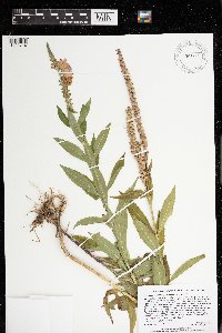 Physostegia virginiana image