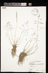 Puccinellia distans image