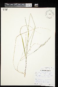 Schizachne purpurascens image