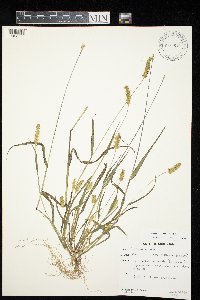 Setaria pumila image