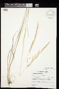 Sphenopholis intermedia image