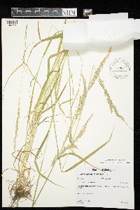 Sphenopholis intermedia image