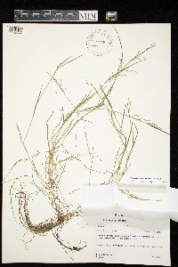 Torreyochloa pallida var. fernaldii image