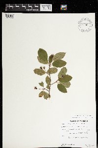 Amelanchier bartramiana image