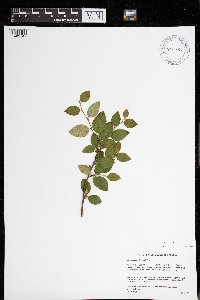 Image Associated With the Occurrence