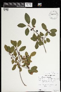 Frangula alnus image