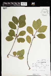 Frangula alnus image