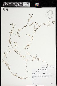 Galium tinctorium image