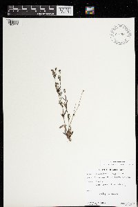 Houstonia longifolia image